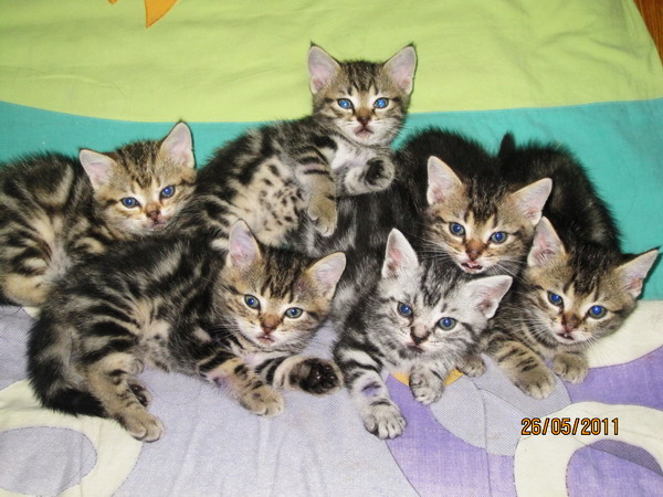 @@@@@@@@ ลูกแมว อเมริกันช๊อตแฮร์ สีบราวและสีซิลเวอร์ อายุ เดือนกว่าๆ @@@@@@@@ รูปที่ 2