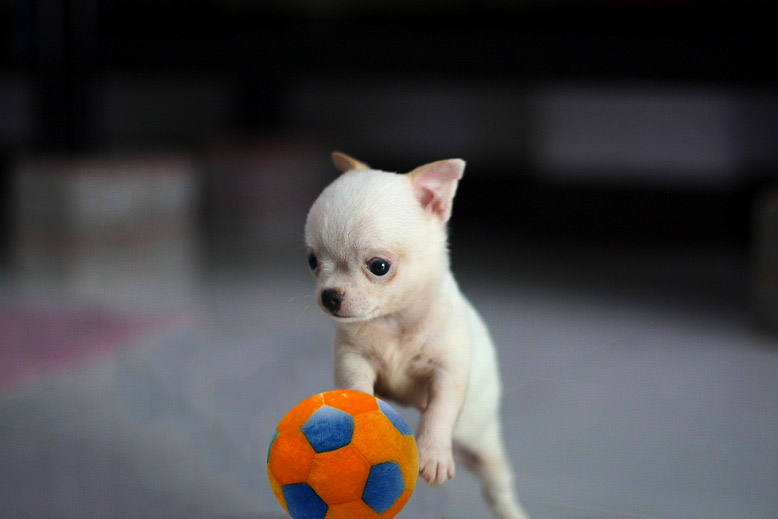 จำหน่ายลูกสุนัขชิวาวาเพศผู้ sizeเล็ก สีขาว ขนสั้น สายเลือดแชมป์ รูปที่ 1