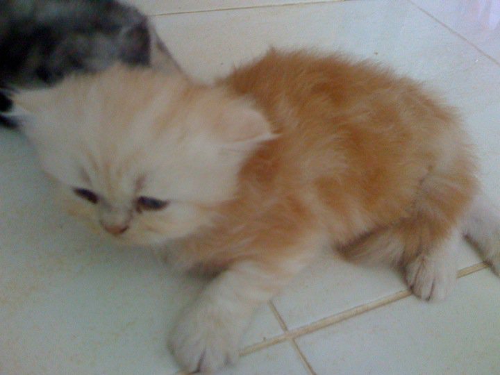 ขายลูกแมวเปอร์เซีย3ตัว น่ารักๆ รูปที่ 4
