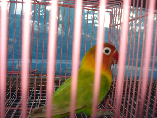 ขายนกขอบตา รูปที่ 3