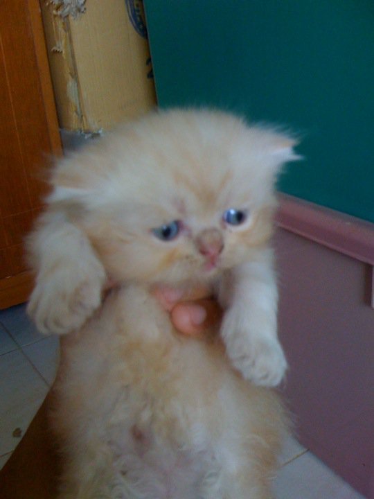ขายลูกแมวเปอร์เซีย3ตัว น่ารักๆ รูปที่ 3