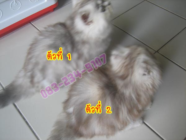 ขายลูกแมวเปอร์เซียแท้ๆ อายุ 2 เดือน ราคา 4000 บาท รูปที่ 5