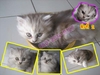 รูปย่อ ขายลูกแมวเปอร์เซียแท้ๆ อายุ 2 เดือน ราคา 4000 บาท รูปที่3