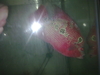 รูปย่อ ปลาหมอสี เทคซัสแดง ตู้หลายลายการ เลิกเลี้ยงถูกๆด่วน รูปที่1
