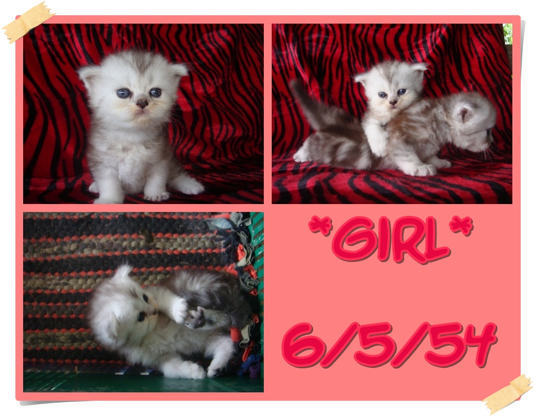 >>>>น้องแมวเปอร์เซียแท้ 100% <<<< รูปที่ 3