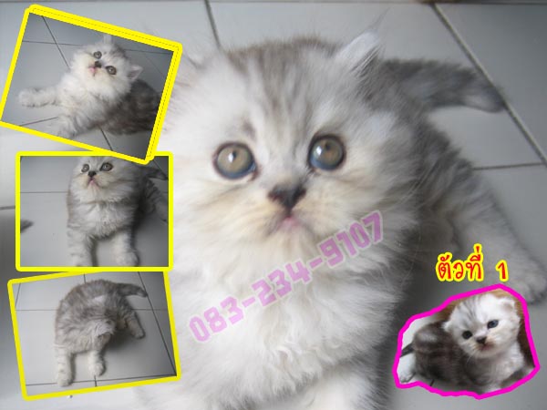 ขายลูกแมวเปอร์เซียแท้ๆ อายุ 2 เดือน ราคา 4000 บาท รูปที่ 3