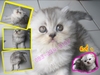 รูปย่อ ขายลูกแมวเปอร์เซียแท้ๆ อายุ 2 เดือน ราคา 4000 บาท รูปที่2