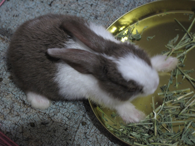 แจก กระต่ายพันธุ์ไทย ลายเหมือนดัช อายุไม่เกิน 3 - 4 เดือน รูปที่ 1