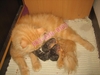 รูปย่อ ขายลูกแมวเปอร์เซียแท้ๆ อายุ 2 เดือน ราคา 4000 บาท รูปที่1