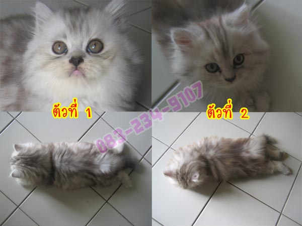 ขายลูกแมวเปอร์เซียแท้ๆ อายุ 2 เดือน ราคา 4000 บาท รูปที่ 6