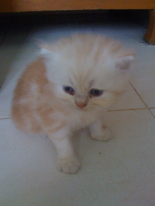 ขายลูกแมวเปอร์เซีย3ตัว น่ารักๆ รูปที่ 5