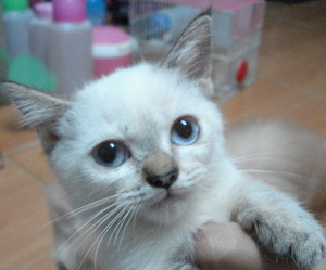 ขายแมวลูกครึ่งหิมาลายันขายถูก รูปที่ 3