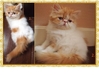 รูปย่อ ลูกแมวเปอร์เซียหน้าบี้ หญิง 4 ชาย 1 รูปที่2