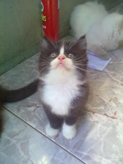 ขายน้องแมวน่ารัก ค่ะ รูปที่ 4