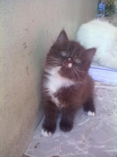 ขายน้องแมวน่ารัก ค่ะ รูปที่ 6