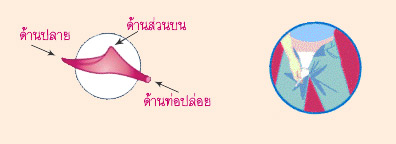 ชีวี่ อุปกรณ์ช่วยปัสสาวะสำหรับสตรีในการเดินทาง ที่ช่วยให้คุณผู้หญิงปัสสาวะได้สะดวกสบายตลอดการเดินทาง และในทุกสถานการณ์!  รูปที่ 2
