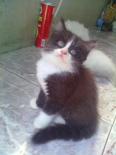 ขายน้องแมวน่ารัก ค่ะ รูปที่ 3