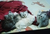 รูปย่อ [ขาย]ลูกแมวเปอร์เซีย เกิด15/03 รูปที่1