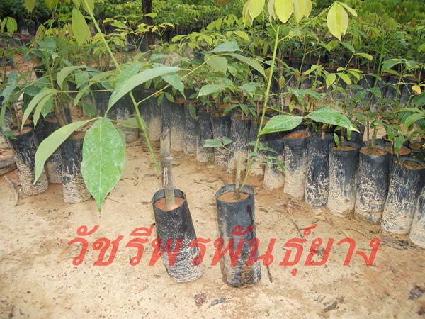 ขายกล้ายางตาเขียว RIMM 600 รูปที่ 3