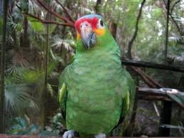 ขายถูก!! ลูกป้อน Red Lored Amazon 