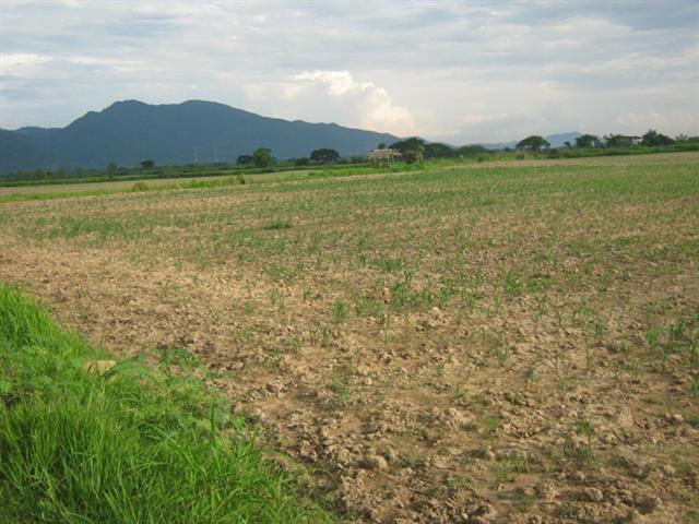 ที่สวย 450 ไร่ เชียงราย(Beautiful Land Chiang Rai 450)  .. รูปที่ 2