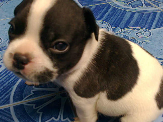 เฟรนช์ บูลด็อก French bulldog รูปที่ 1