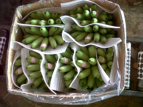 รับซื้อ ขาย จัดหา ผลไม้เพื่อการส่งออก ตามฤดูกาล ได้แก่ กล้วยไข่ ทุเรียน ขนุน มังคุด รูปที่ 1