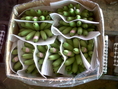 รับซื้อ ขาย จัดหา ผลไม้เพื่อการส่งออก ตามฤดูกาล ได้แก่ กล้วยไข่ ทุเรียน ขนุน มังคุด