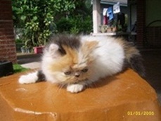 ขายลูกแมวเปอร์ลูกครึ่งพ่อ CFA น่ารักๆ การางซนจ้า... <สนใจจิงๆทางเราลดได้นะคะ โทรสอบถามได้24ชมค่ะ> รูปที่ 3
