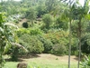 รูปย่อ บ้านในสวน ลาดเชิงเขา เนื้อที่ 3 - 5 ไร่ เส้นหางดง-สะเมิง เชียงใหม่ รูปที่2