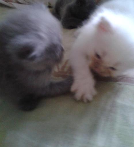 ขายเปอร์เซียสี smokey ,สีส้ม ราคาถูกค่ะ ^^ รูปที่ 5