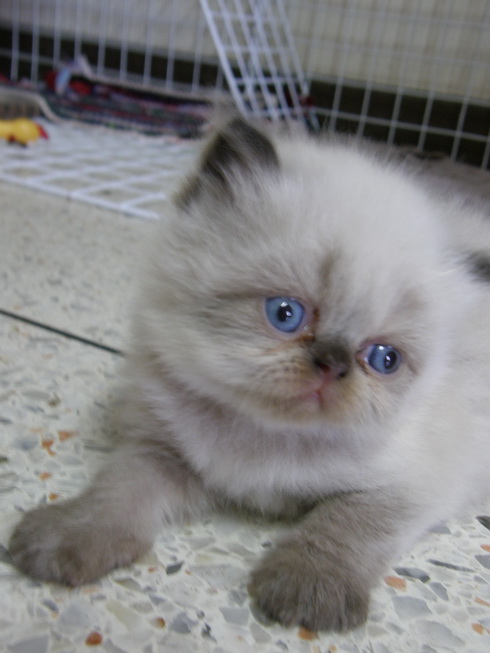 ขายลูกแมวหิมาลายันบลูพอยท์และครีมพอยท์ รูปที่ 3