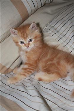 ลูกแมวเปอร์เซียแท้ สีส้มพร้อมย้ายบ้าน รูปที่ 1