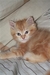รูปย่อ ลูกแมวเปอร์เซียแท้ สีส้มพร้อมย้ายบ้าน รูปที่4