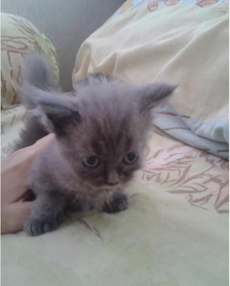 ขายเปอร์เซียสี smokey ,สีส้ม ราคาถูกค่ะ ^^ รูปที่ 3