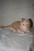 รูปย่อ ลูกแมวเปอร์เซียแท้ สีส้มพร้อมย้ายบ้าน รูปที่5