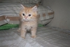 รูปย่อ ลูกแมวเปอร์เซียแท้ สีส้มพร้อมย้ายบ้าน รูปที่3