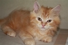 รูปย่อ ลูกแมวเปอร์เซียแท้ สีส้มพร้อมย้ายบ้าน รูปที่2