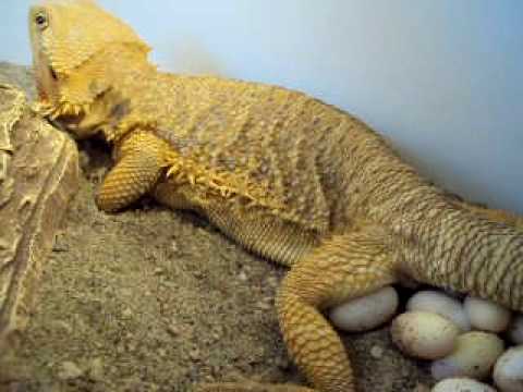 ต้องการซื้อ พ่อพันธุ์ แม่พันธุ์ กิ้งก่า Bearded Dragons ครับ รูปที่ 1