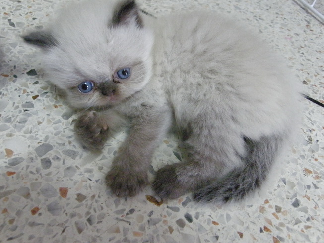 ขายลูกแมวหิมาลายันบลูพอยท์และครีมพอยท์ รูปที่ 4