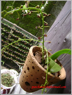orchid  รูปที่ 3
