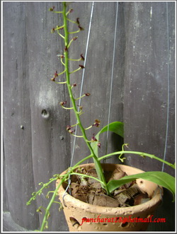 orchid  รูปที่ 2