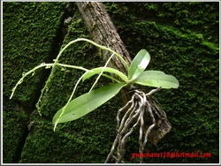 orchid  รูปที่ 6