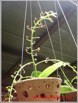 orchid  รูปที่ 4