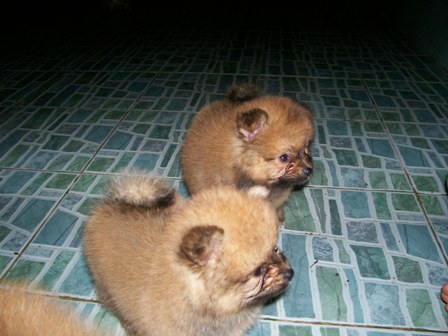 ลูกปอมฯน้อยหาบ้านใหม่ รูปที่ 3