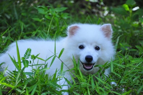 ขายซามอยด์ ตัวขาวๆ ขนฟูๆนุ่มนิ่มน่ารักมากๆ 3 เดือน คึ่ง รูปที่ 6
