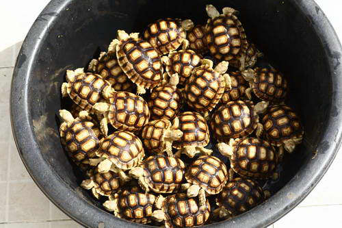 ขายลูกเต่าซูคาต้าร์ จากฟาร์ม Reptilehiso.com เพาะพันธุ์ในเมืองไทย !! รูปที่ 1