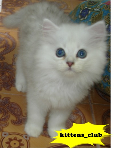 (◕‿◕✿) ลูกเเมวชินชิลล่าซิลเว่อร์เเท้ (◕‿◕✿) รูปที่ 6