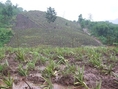 ขายที่ดิน20ไร่40000เหมาะปลูกยาง หินดาด ทองผาภูมิ กาญจนบุรี