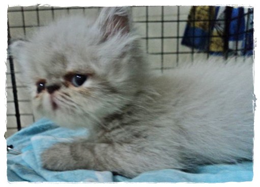 หิมาลายันแท้หน้ากวนๆ รูปที่ 4